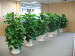 北京西城區金融街銀行綠